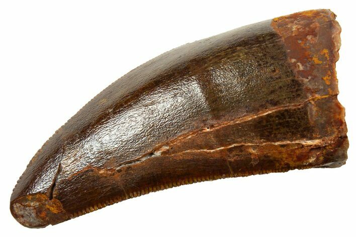 Serrated, Carcharodontosaurus Tooth - Real Dinosaur Tooth #329880